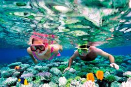 Wonder Of Sea Life - Trincomalee